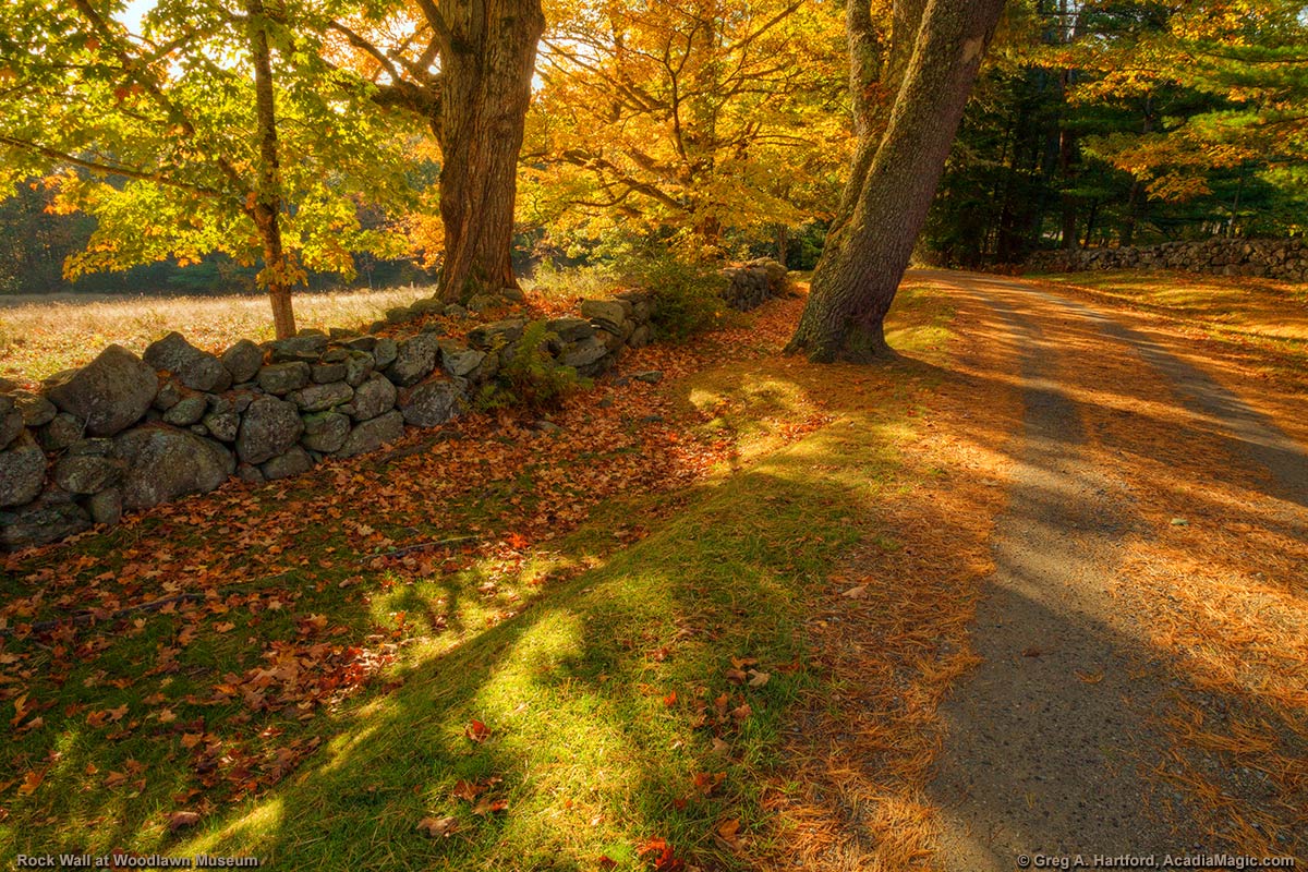 Maple leaves and rock wall in Autumn in Downeast Ellsworth, Maine