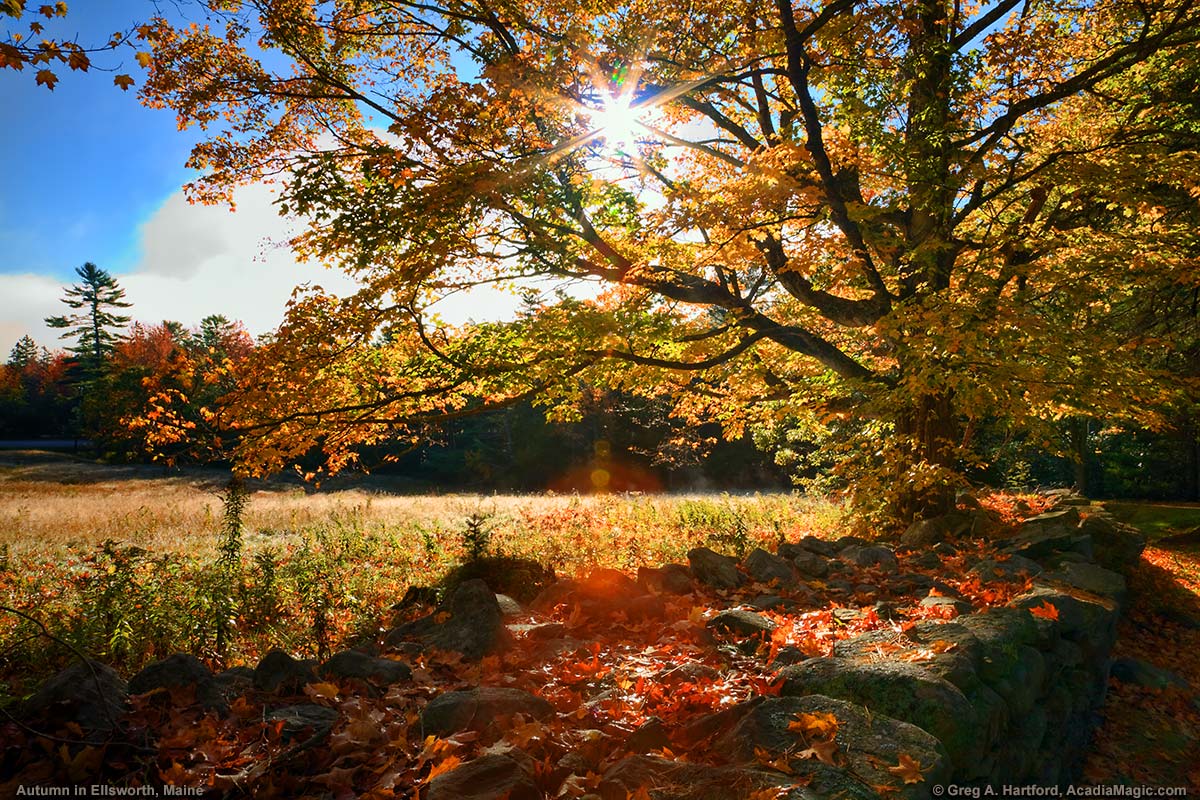 Sunburst in Autumn Leaves in Downeast Ellsworth, Maine