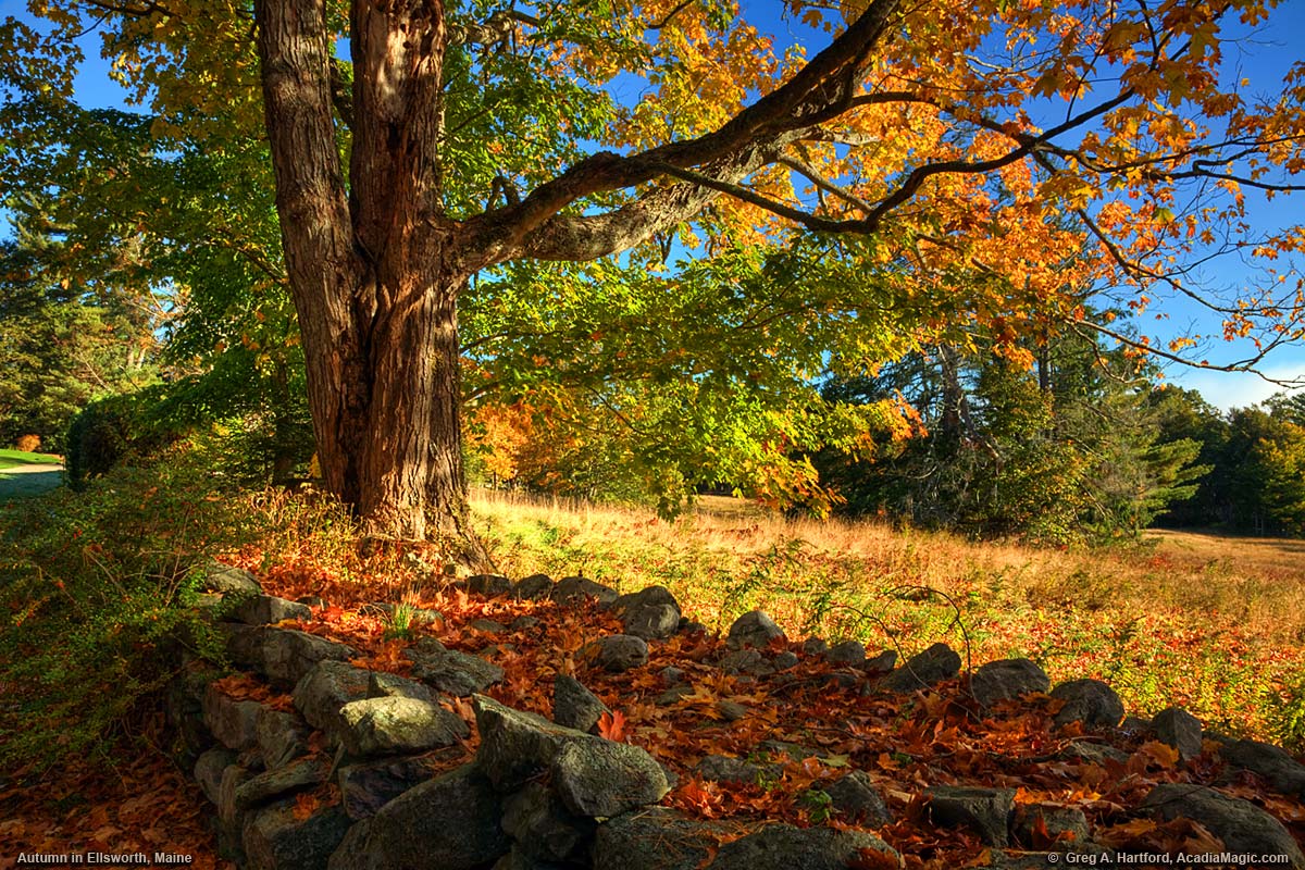 Maple tree and rock wall during peak autumn colors