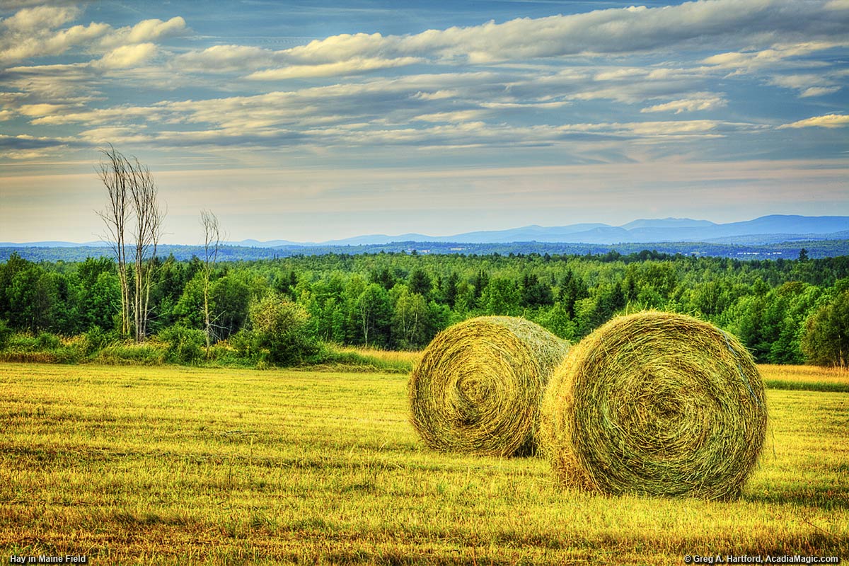 Bales of hay in a field in central Maine