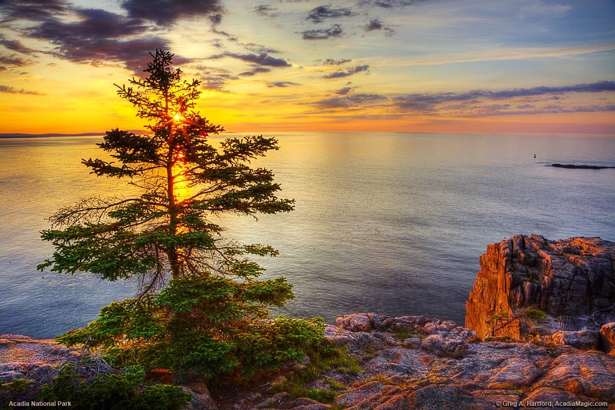 Silhouette of tree during sunrise at Otter Cliff in Acadia National Park