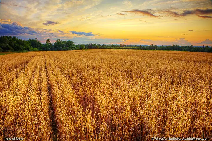 A field of oats at sunset