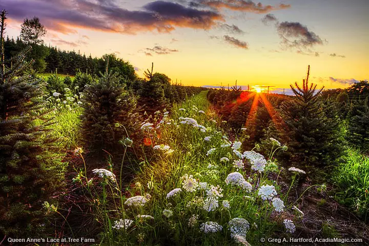 Queen Anne's Lace at sunset in central Maine
