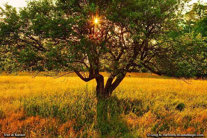 A golden tree at sunset in a field of grass