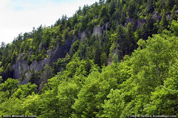 Cliffs of Beech Mountain in Acadia National Park
