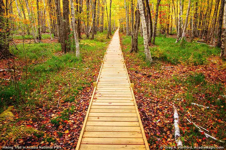 The boardwalk on a hiking trail between Bar Harbor and the Nature Center