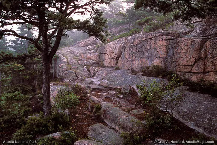 Pink Granite on Hiking Trail in Acadia National Park