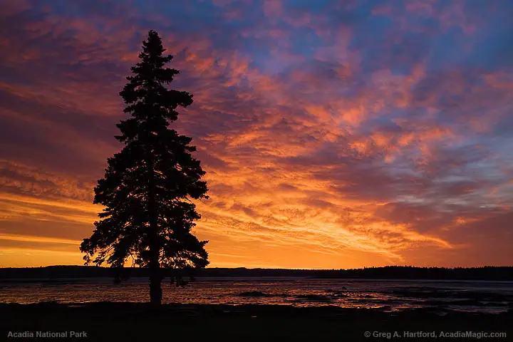 Silhouette of lone tree during Trenton sunrise in Acadia National Park