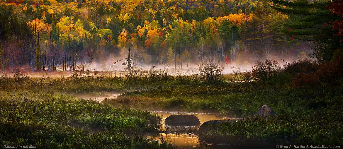 Autumn in Bloom with Morning Mist