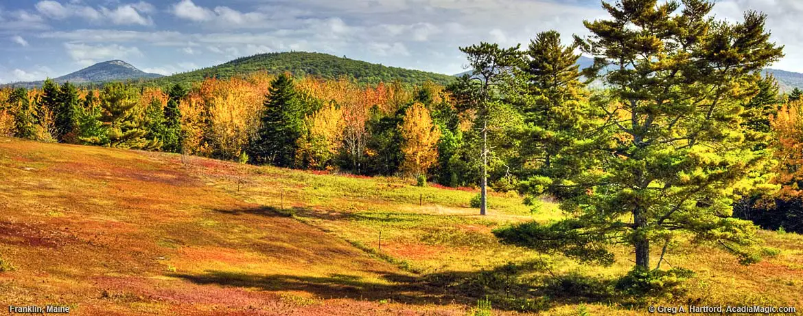 Franlin, Maine Autumn Blueberry Field