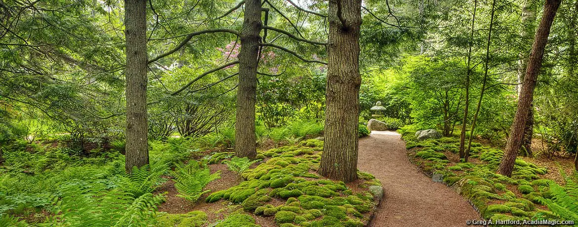 Green moss and evergreen near walking path