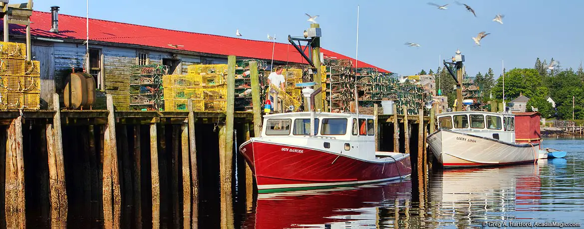 Seagulls gather around Maine lobster boat