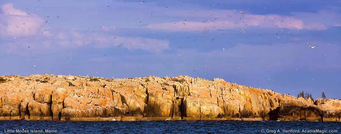 Nesting birds on the granite cliffs of Little Moose Island