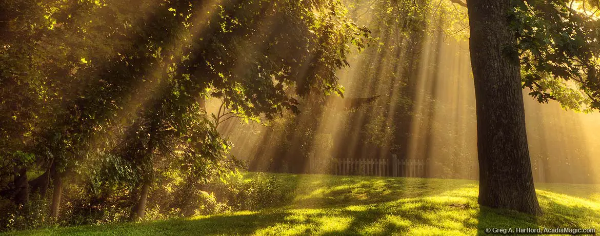 Sunburst of light rays through tree