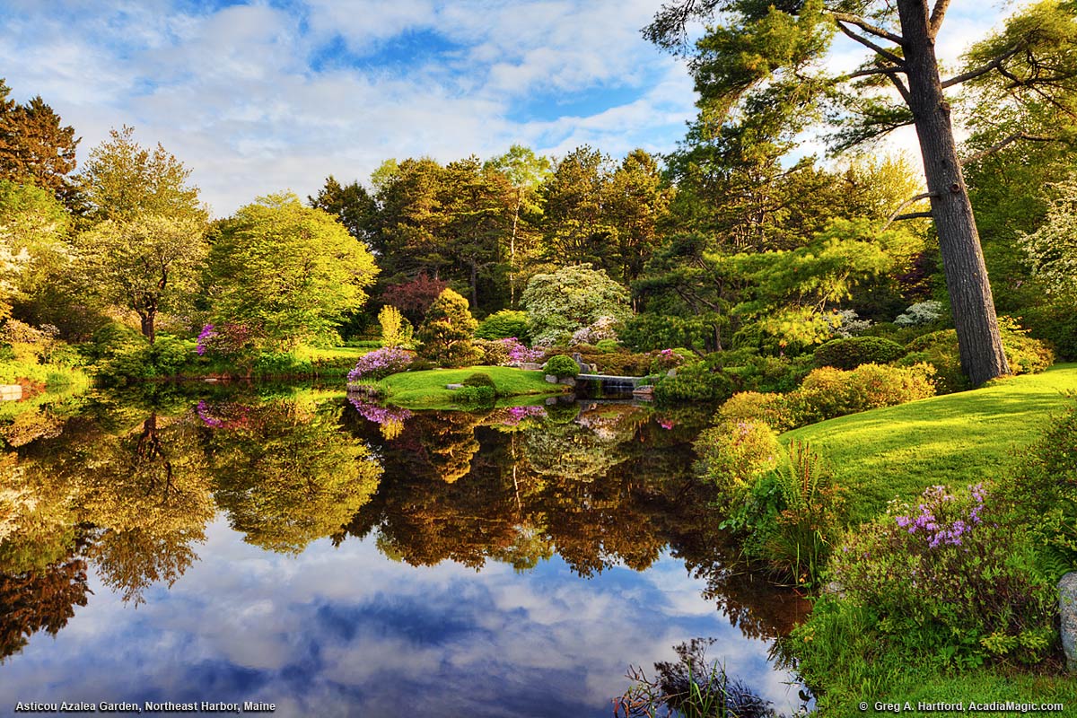 Reflection of Asticou Azalea Garden in a calm pond