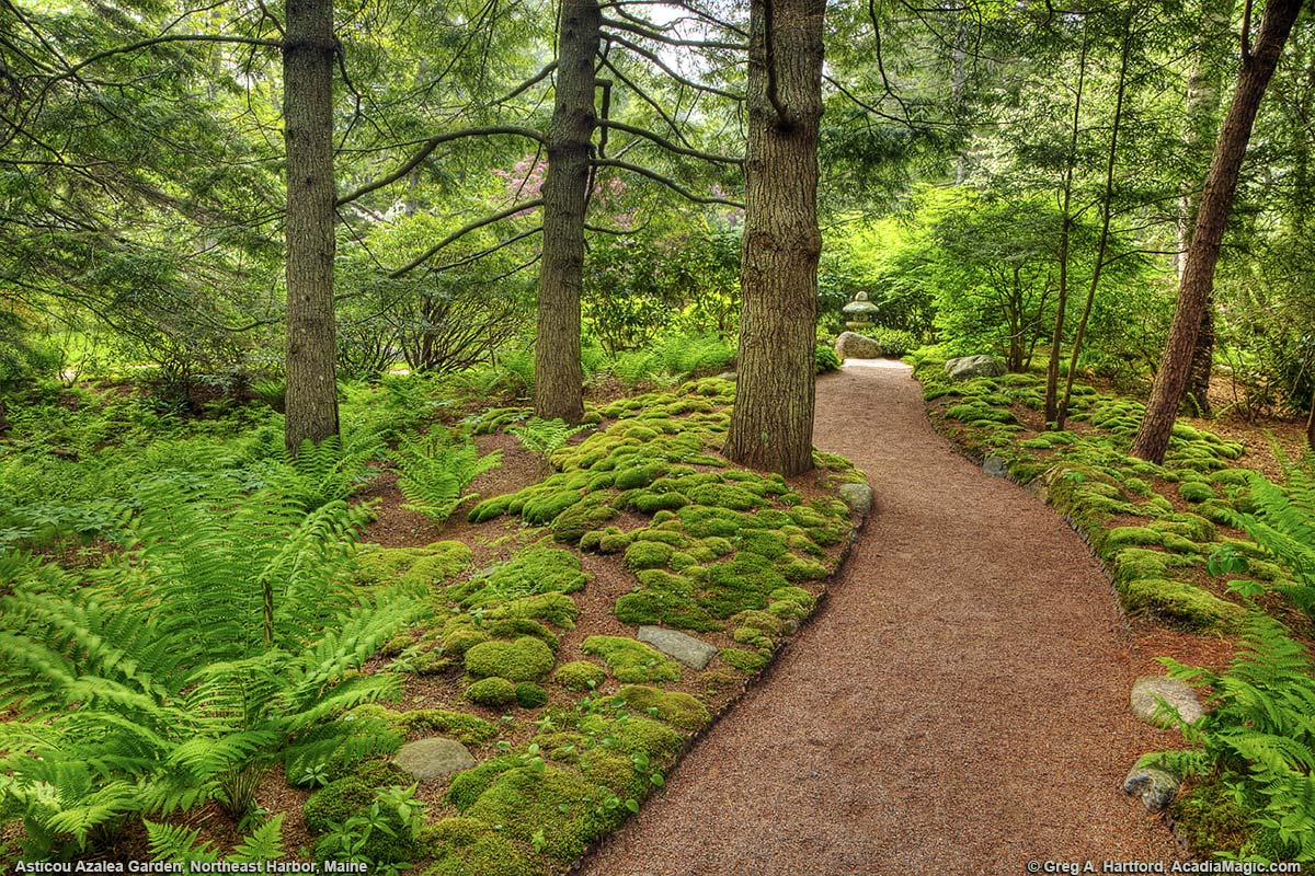 Green moss and evergreen trees next to walking path