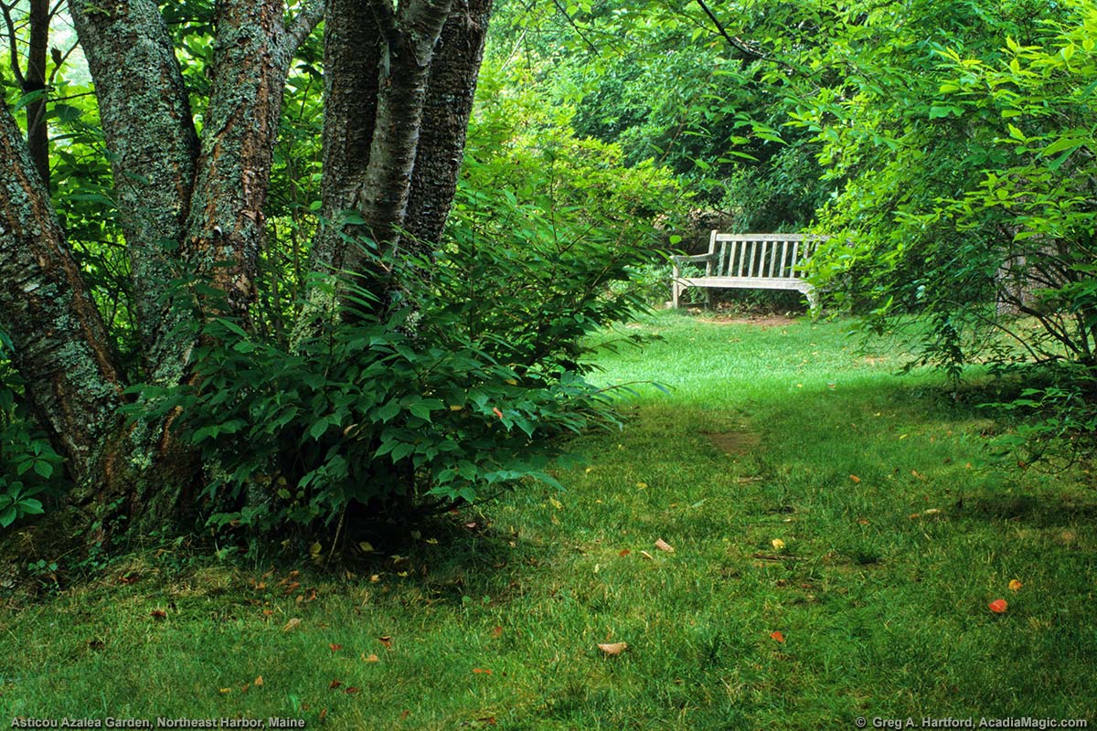 An inviting bench awaits the next Asticou Azalea Garden visitor