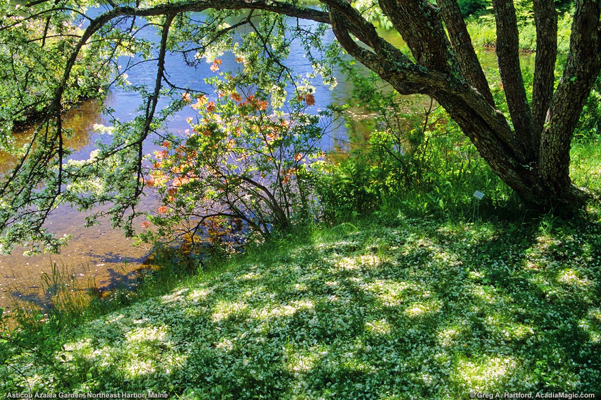 Flower petals covered the ground next to a tree and the pond