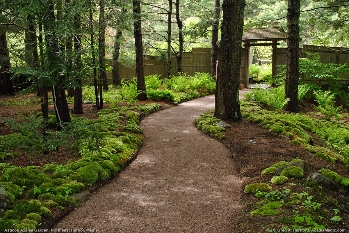 Walking Path through setting with green moss and ferns