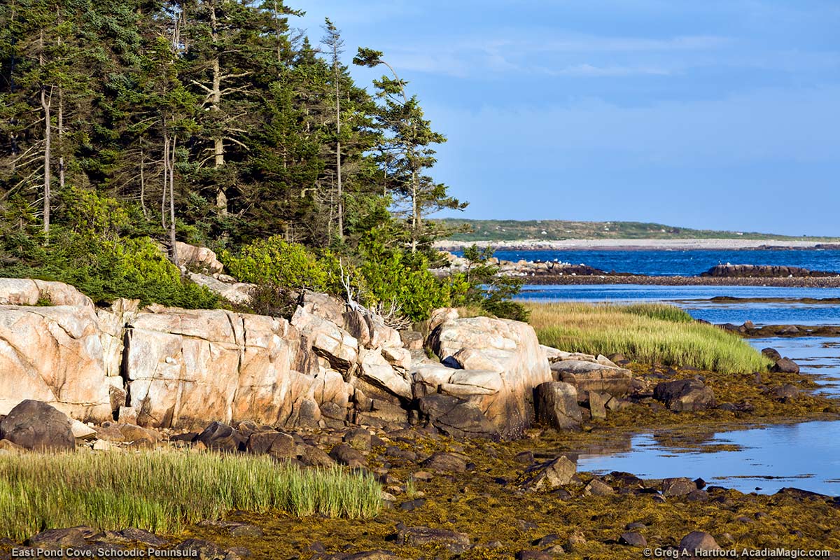 Rocky Shore with coastal vegetation at East Pond Cove in Acadia National Park, Maine