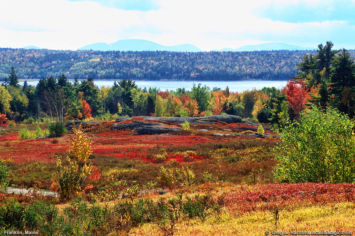 Autumn blueberry fields in Franklin, Maine overlooking Hog Bay and Cadillac Mountain
