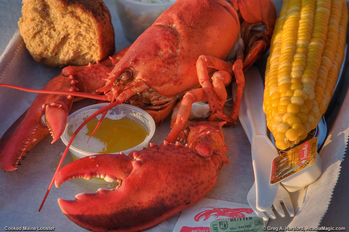 The Cooked Maine Lobster Feast