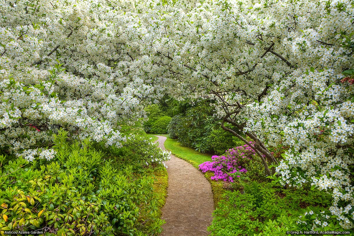 Beautiful archway formed by flowering branches at Asticou Azalea Garden