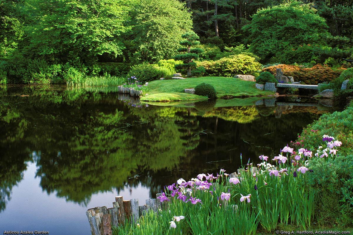 A view of Asticou Azalea Garden from Route 3 and the Asticou Inn