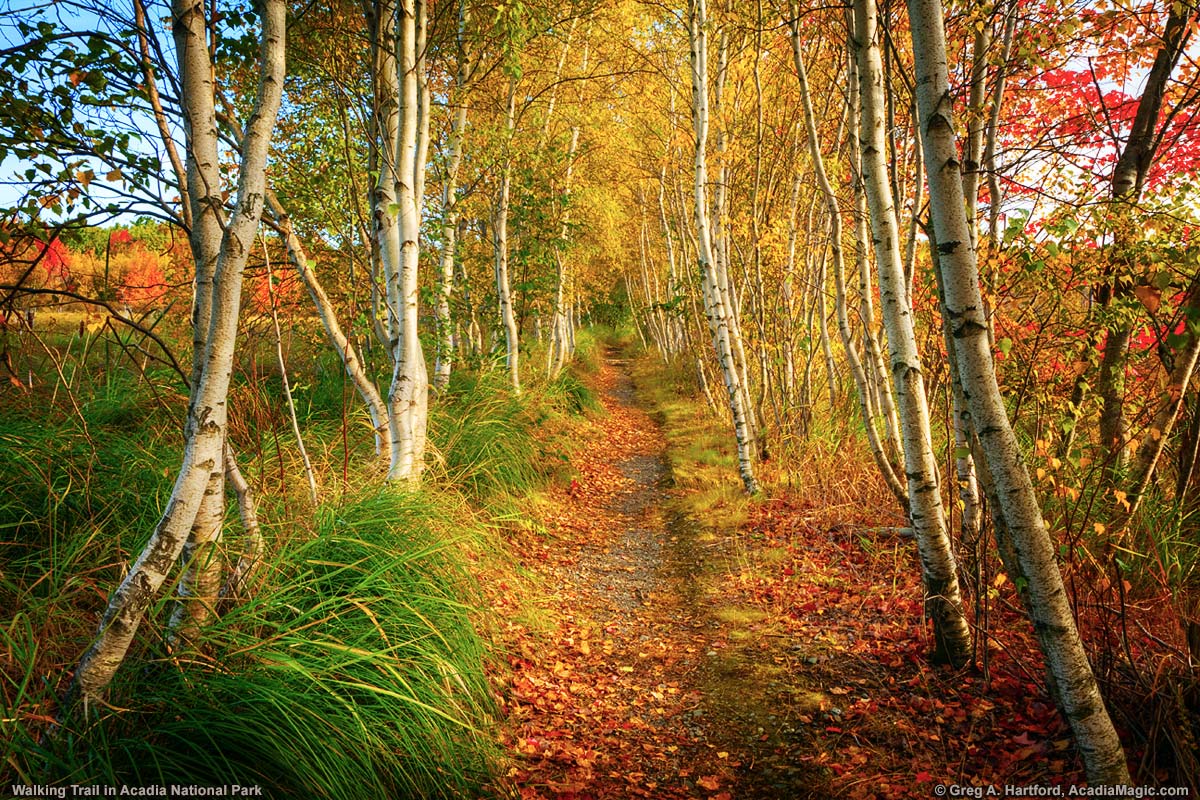 This shows a beautiful autumn colored hiking trail leading to Bar Harbor.