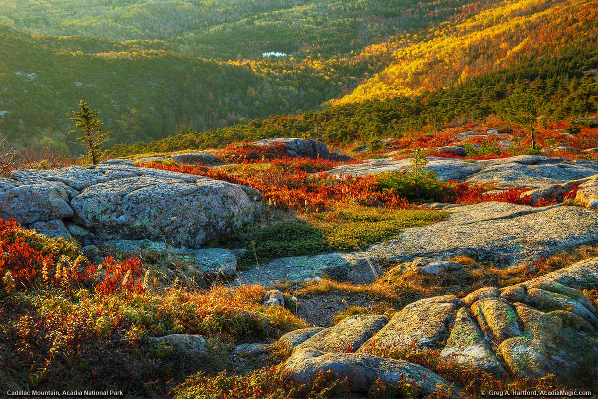 A tapestry of autumn colors on Cadillac Mountain