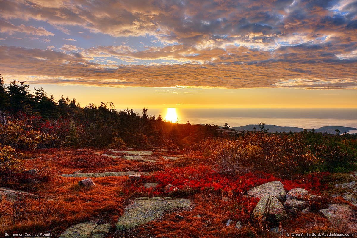 Autumn sunrise on Cadillac Mountain with red blueberry plant leaves