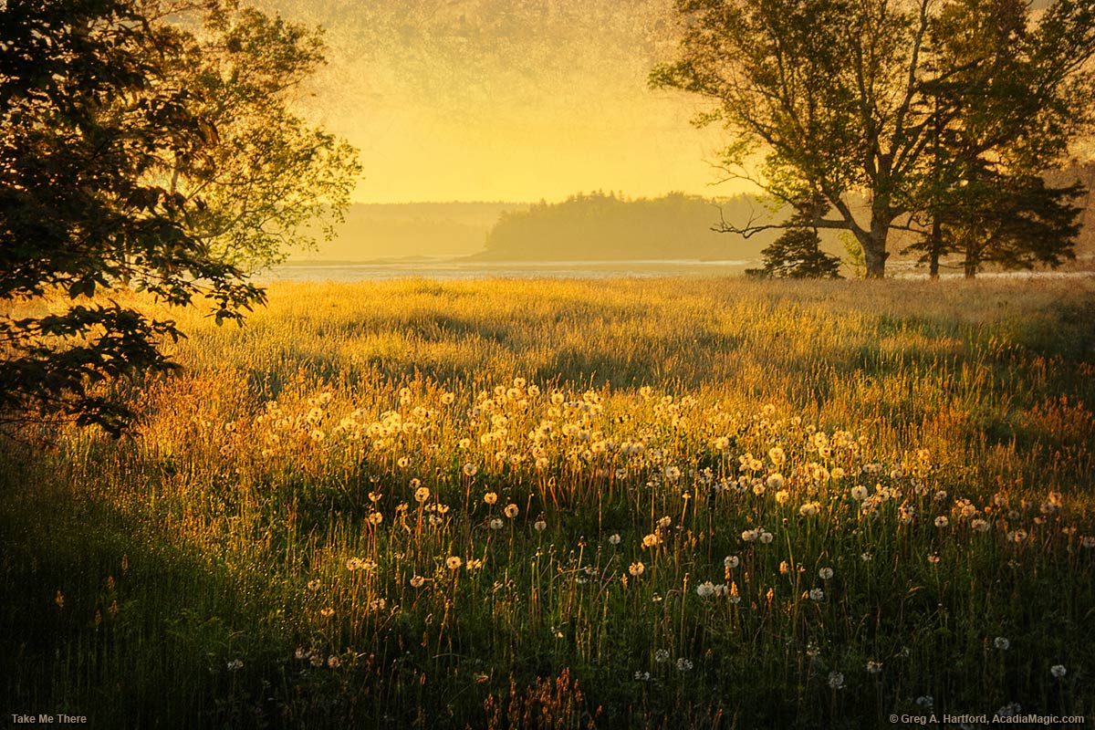 Field of dandelions at sunrise in Acadia National Park
