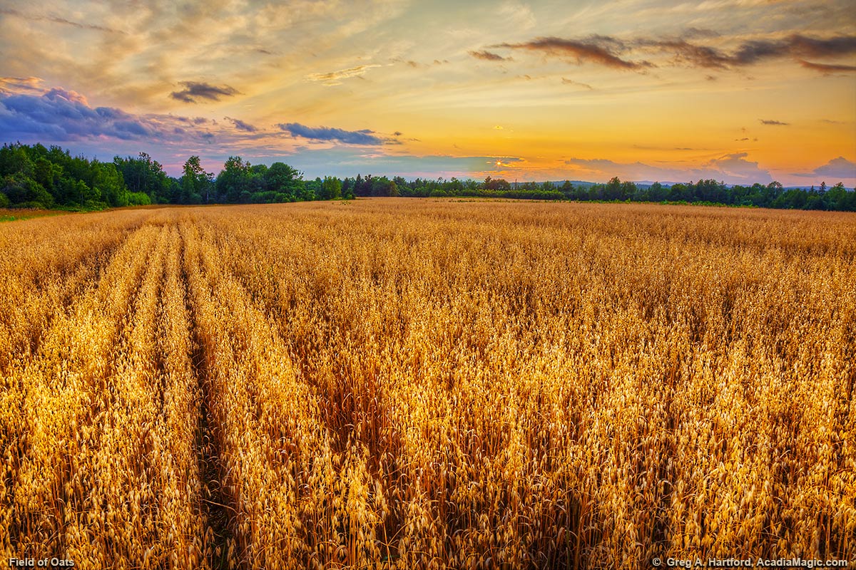 Sunset over a field of Oats in Central Maine