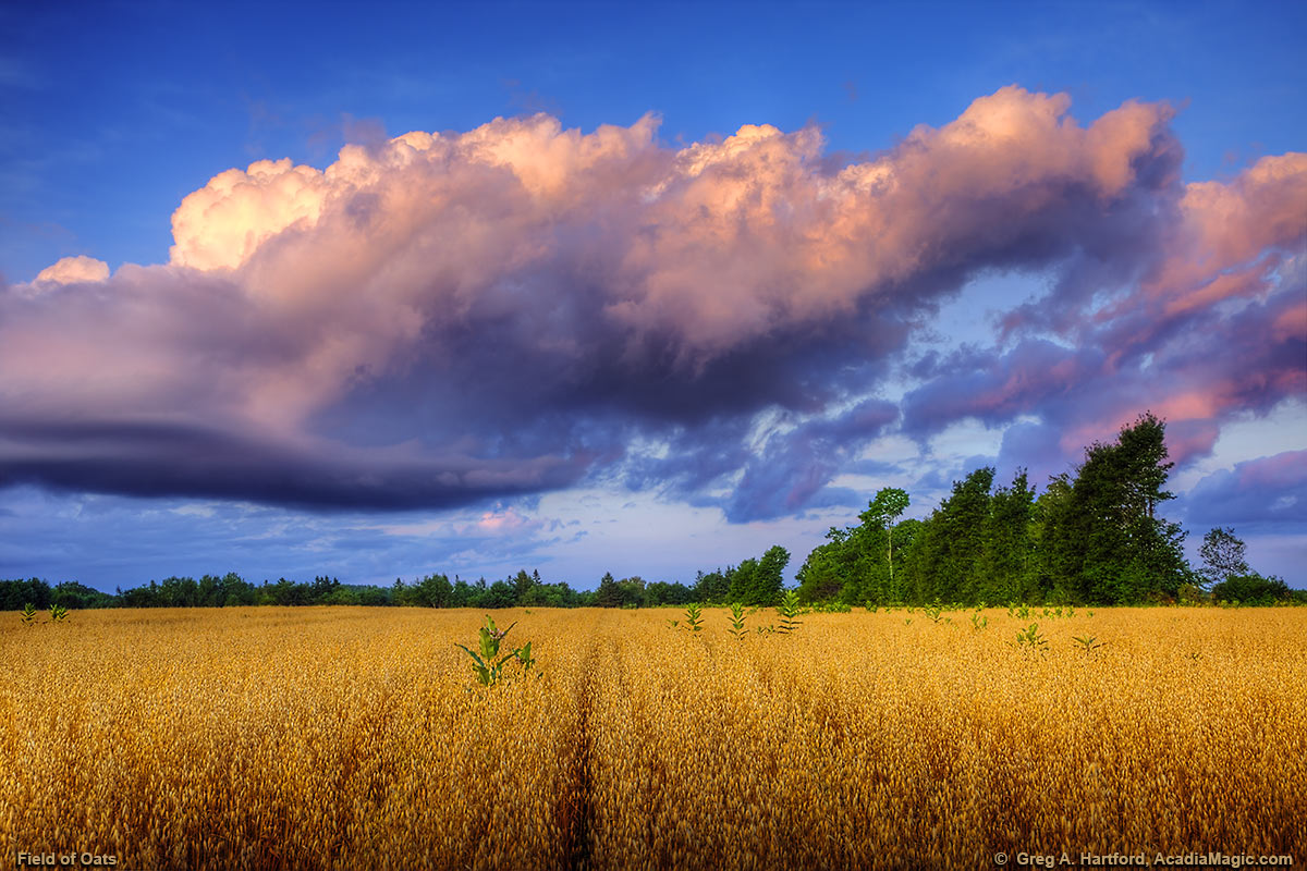 Field of oats and Clouds over a Maine Field