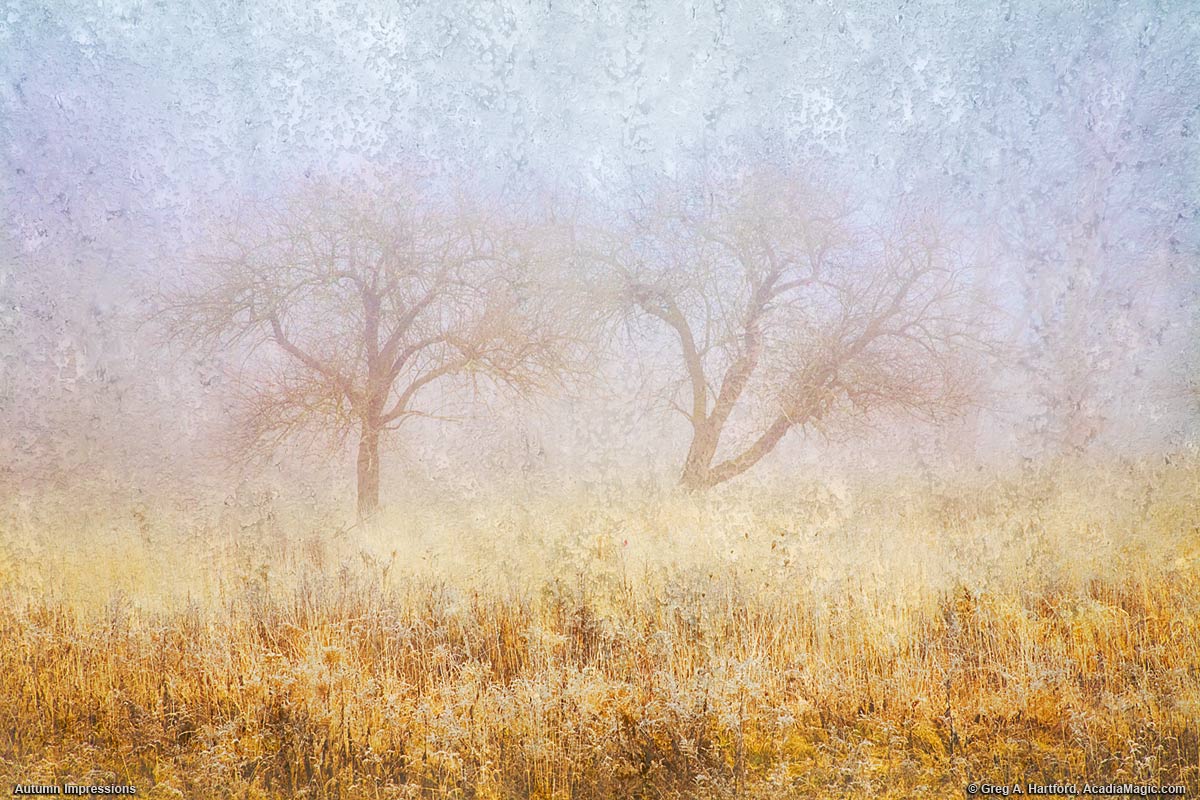 Autumn impressions of old apple trees on foggy morning