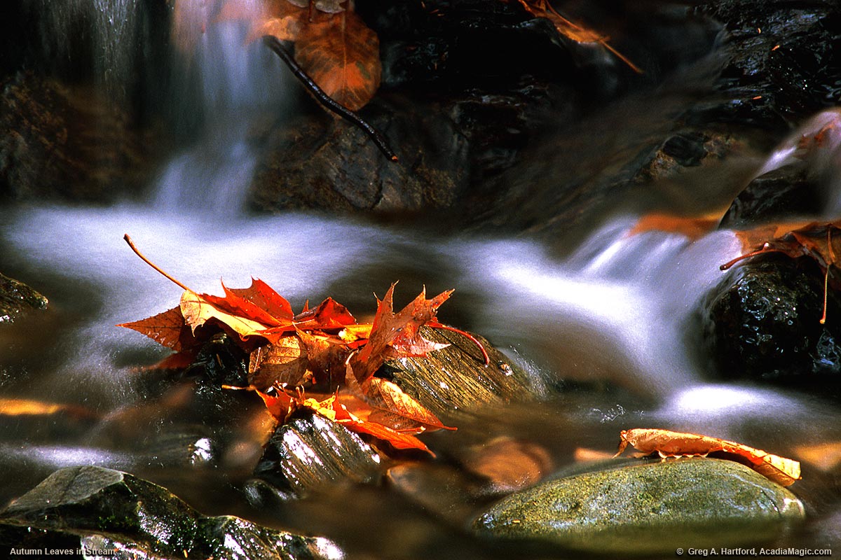 Autumn leaves rest on rocks in a fall stream