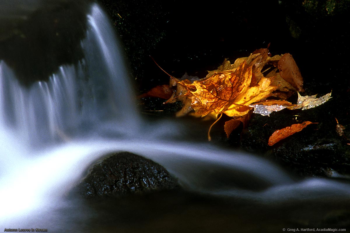 Autumn leaves rest on some rocks next to this fall stream near Acadia National Park in Maine.