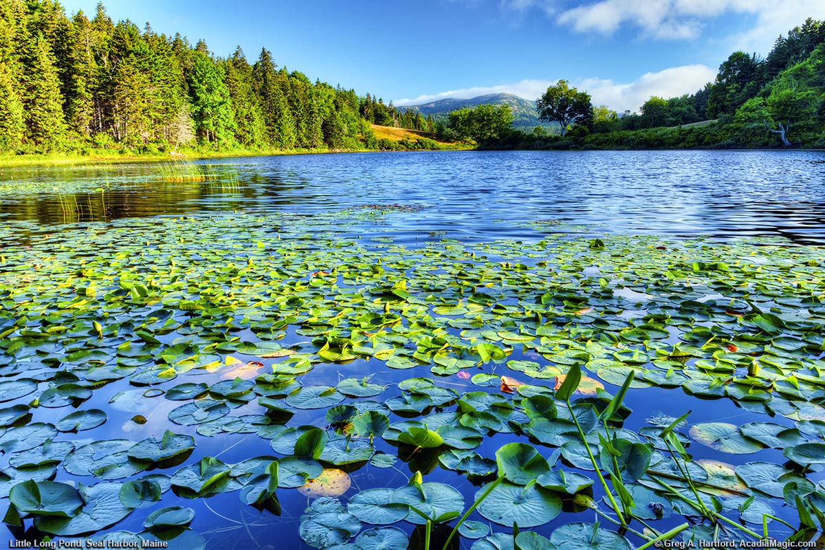 Lily Pads at Long Pond in Seal Harbor, Maine