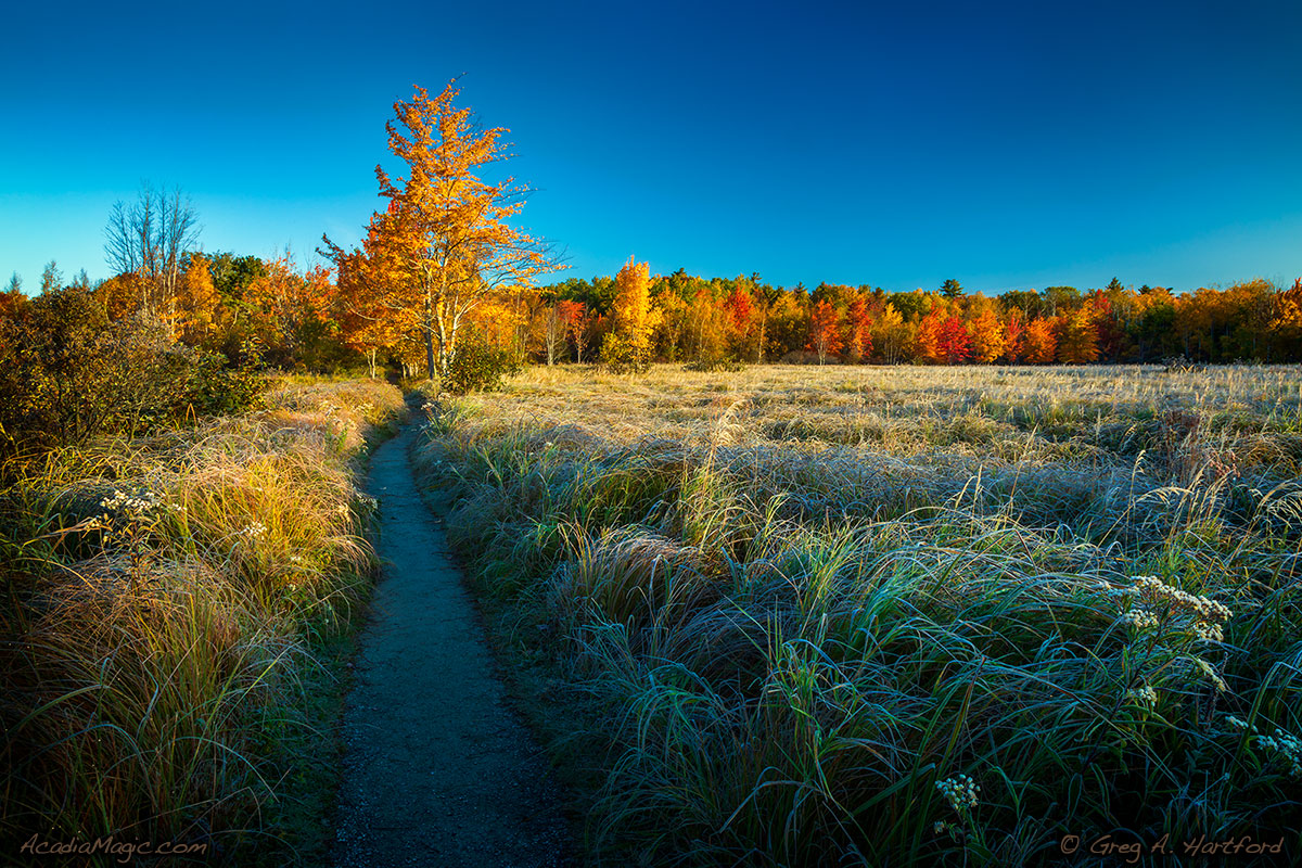 Jesup Path Hiking Trail in Great Meadows in Acadia on a frosty morning