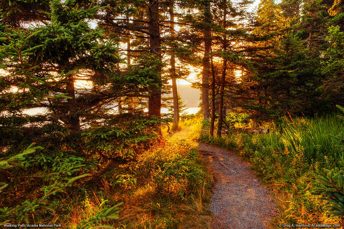A walking path through the trees opens to the ocean, bathed in golden light.