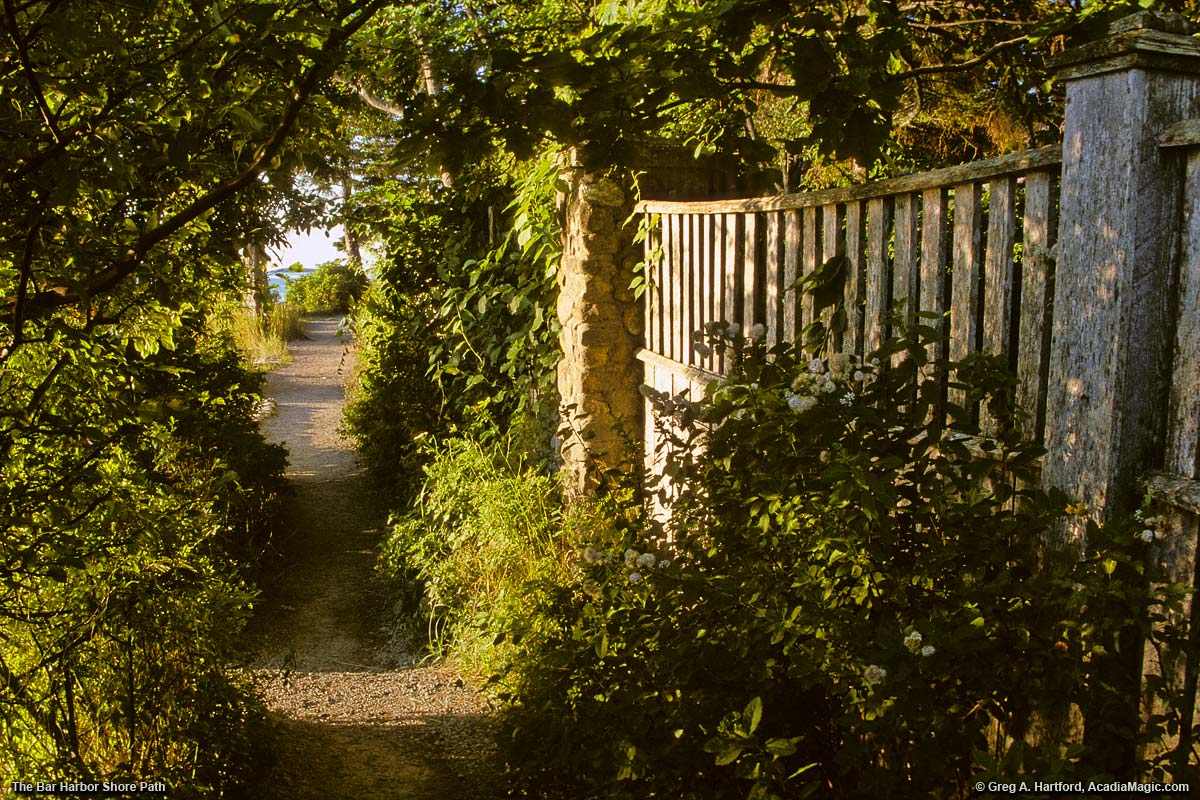 Shore Path with canopy of green plants and fence