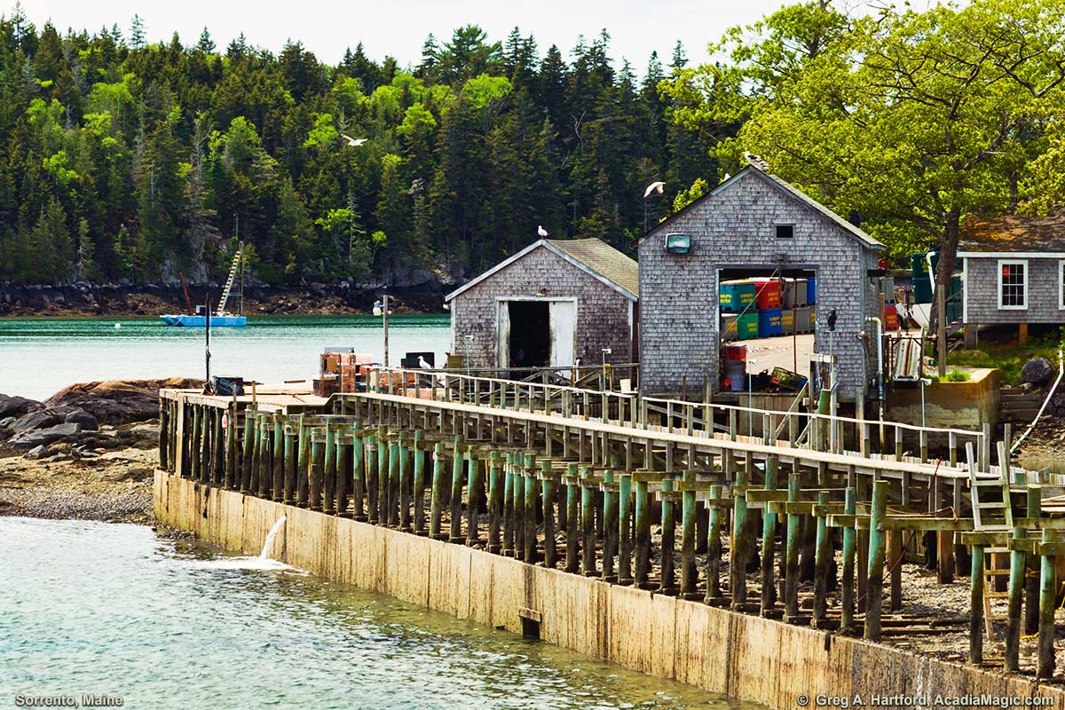 This shows part of a commercial lobster and fish operation in Sorrento, Maine.