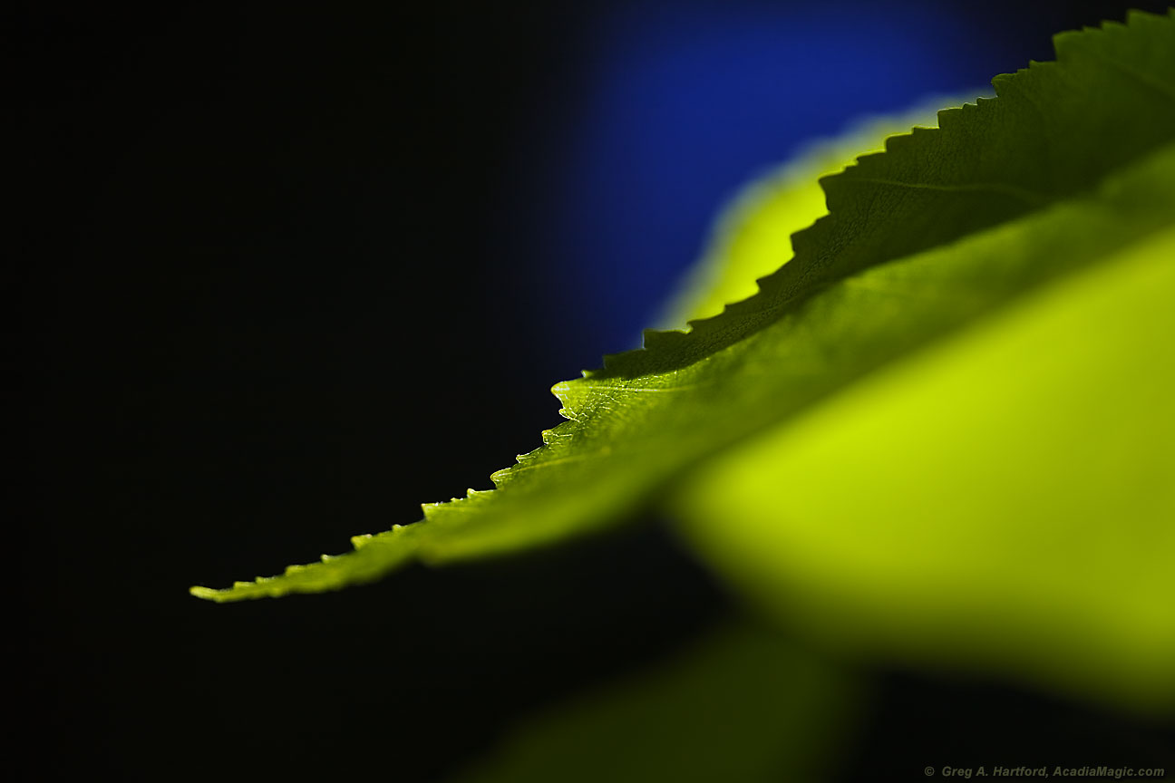 Macro view of plant leaf in morning light