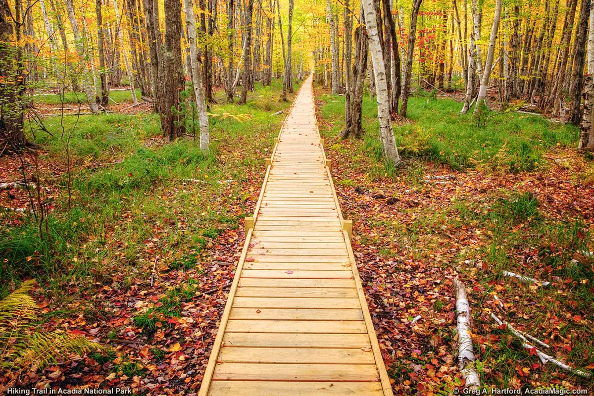 Hiking Trail with Boardwalk during autumn season