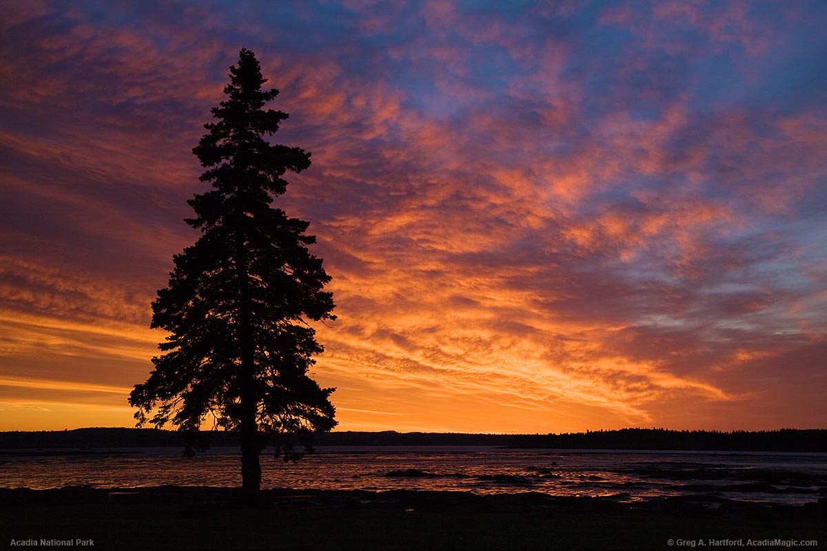 Tree silhouette at sunrise on Thompson Island in Acadia National Park