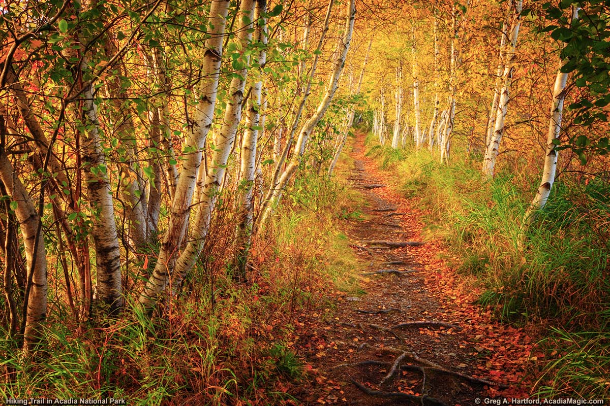Bar Harbor and Acadia National Park hiking trail with white birch trees during autumn season