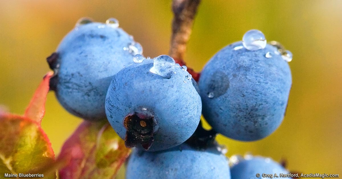 Maine Blueberries