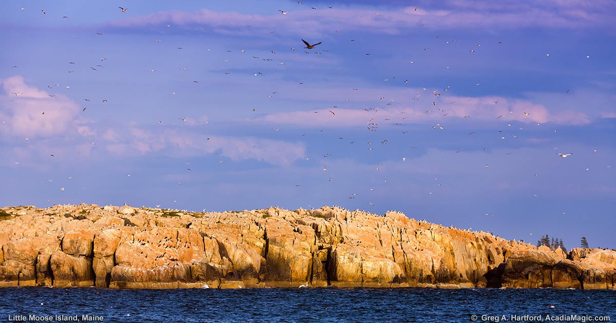 Little Moose Island seen from Schoodic Peninsula