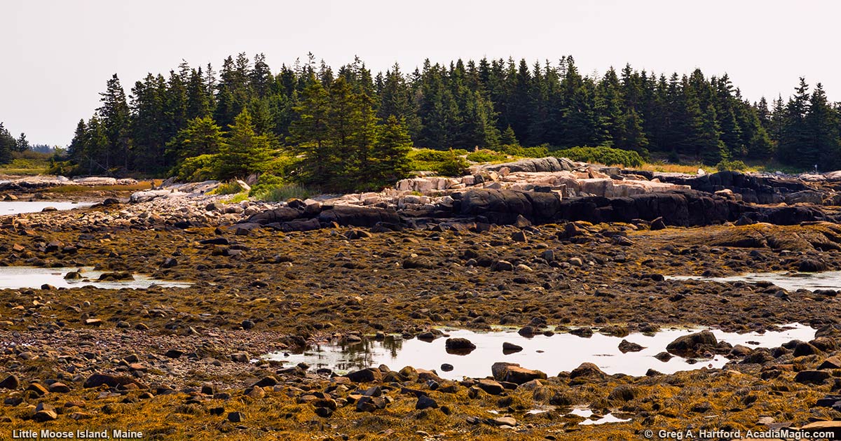 Little Moose Island at Low Tide