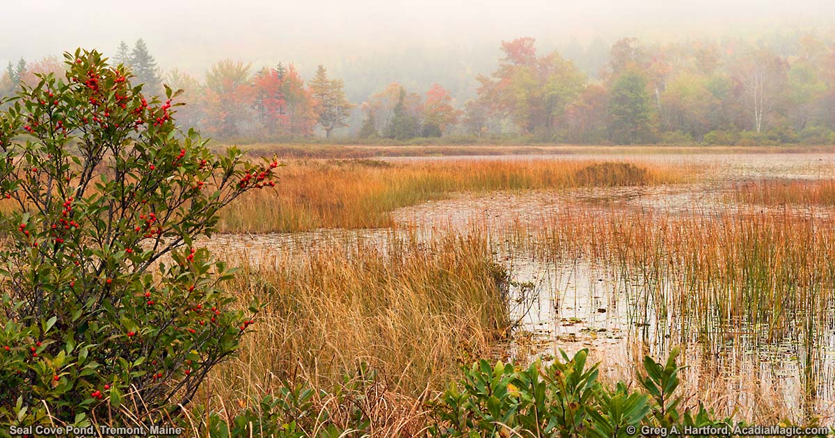Colors of Autumn at Seal Cove Pond, Maine